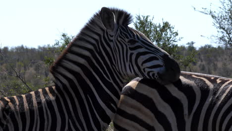 Close-up-of-a-zebra-cuddling-to-another