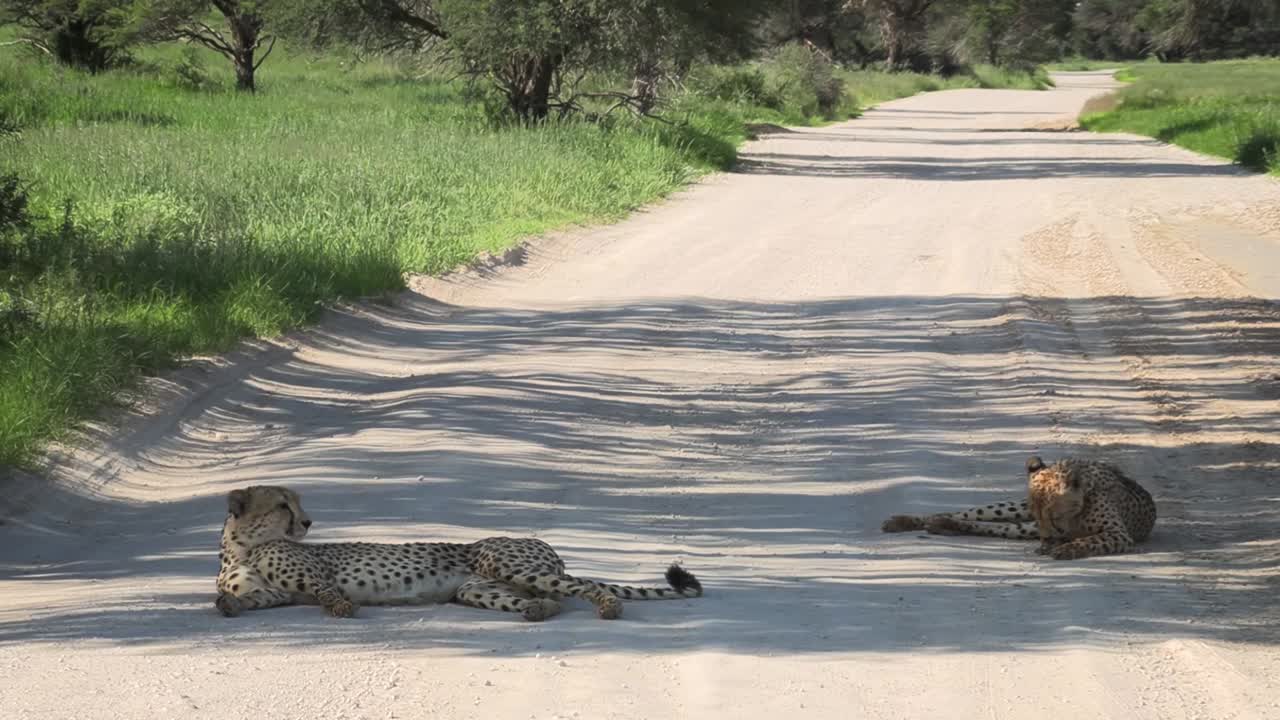 kgalagadi 국경 공원의 비포장 도로에 누워 있는 치타 한 마리에서 두 마리로 축소