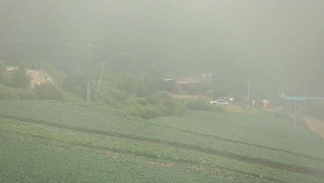 Aerial-Footage-of-Chinese-Cabbage-Plantation-With-Foggy-Weather-In-Background