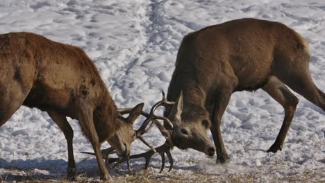 elk bucks battle dominance with antlers slomo