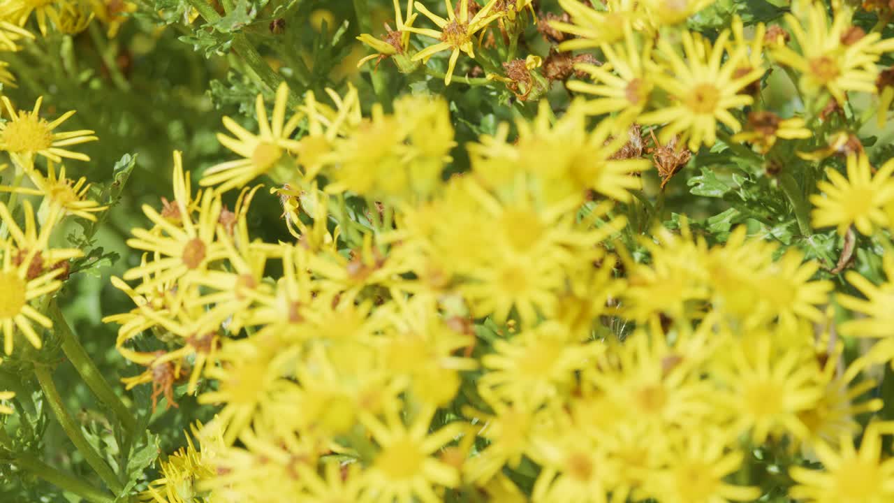 A gentle camera movement advances through dense yellow wildflowers, likely daisies, in bright natural daylight, creating a soft, immersive floral background