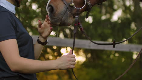 female is stroking her horse before training in the morning. she is showing her care about friend.