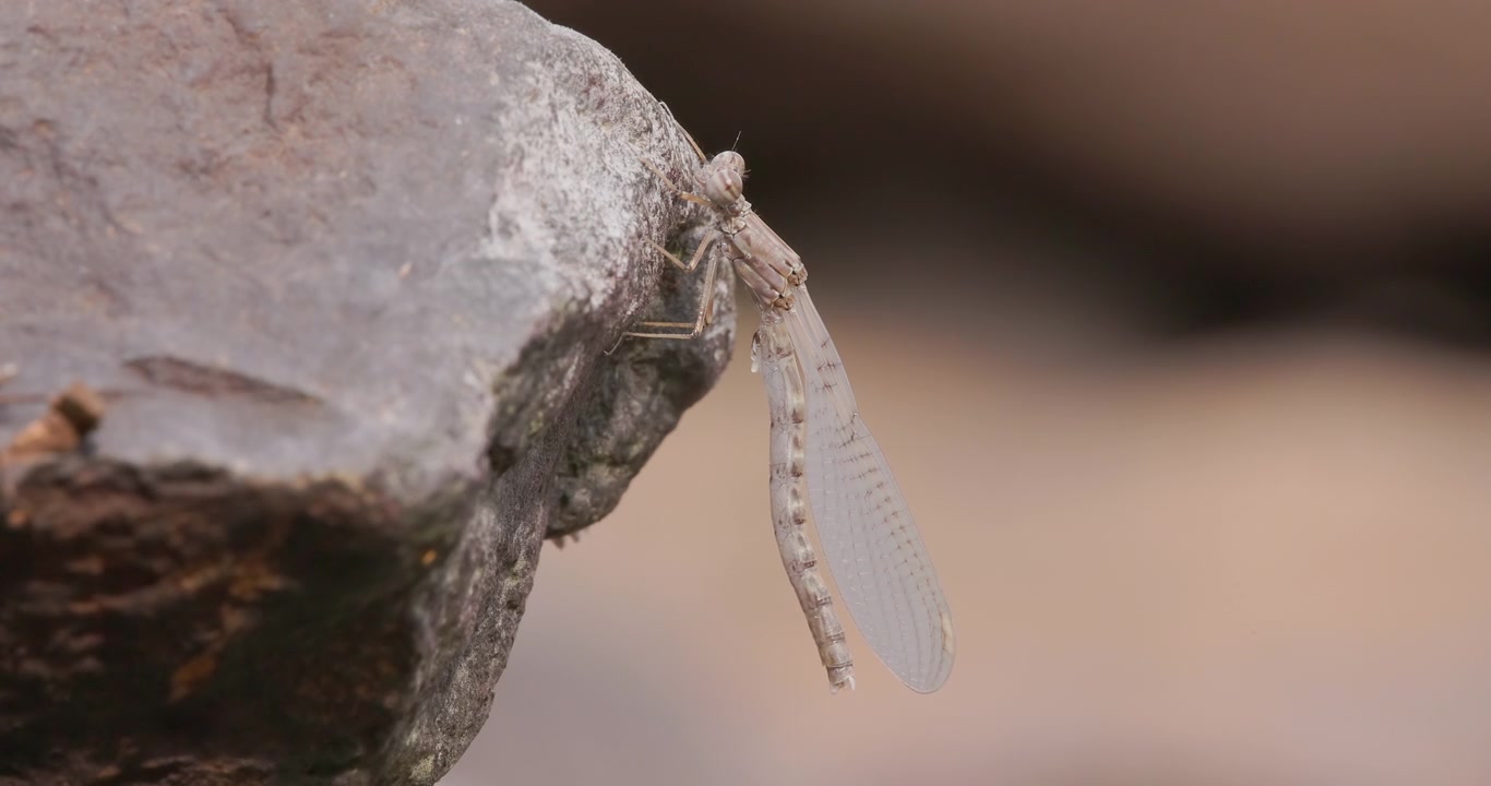 Damselfly drying soft wings after shedding nymph skin; slow motion macro dawn emergence on stone