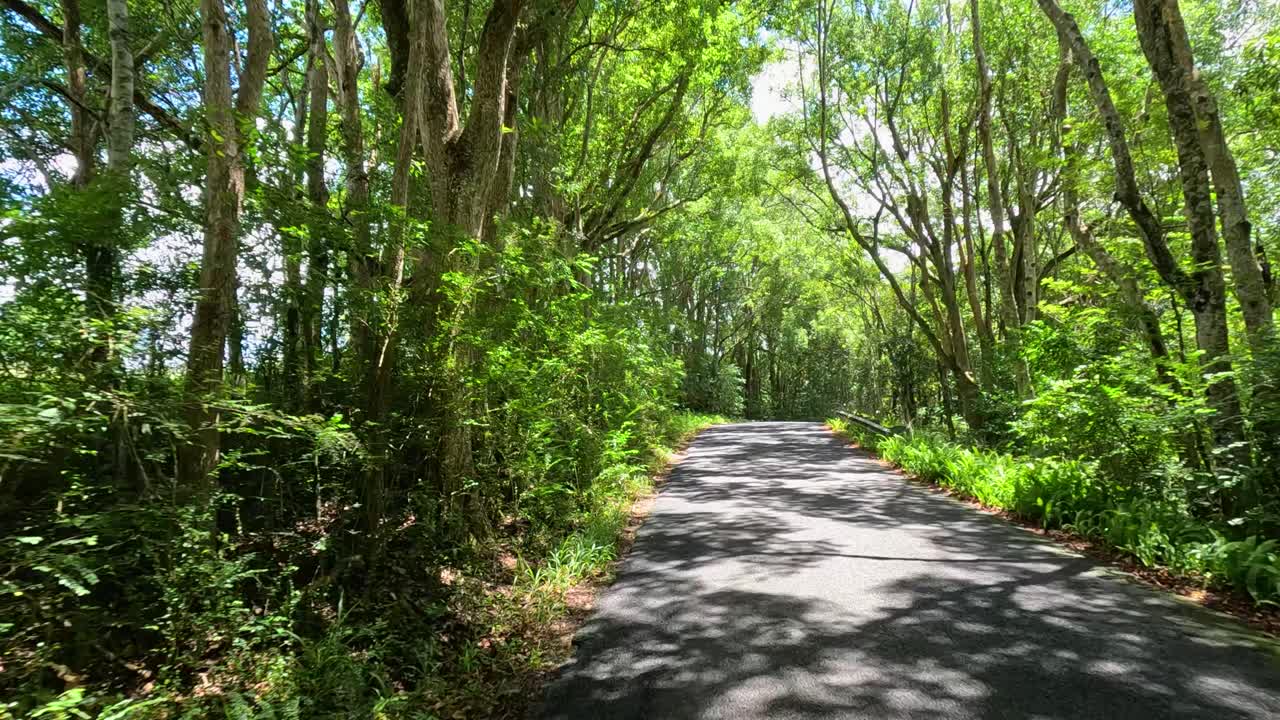 A serene drive through a sunlit, tree-lined road in Mullumbimby, Queensland, showcasing vibrant greenery and tranquil surroundings