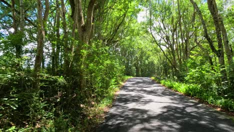 a serene drive through a sunlit, tree-lined road in mullumbimby, queensland, showcasing vibrant greenery and tranquil surroundings