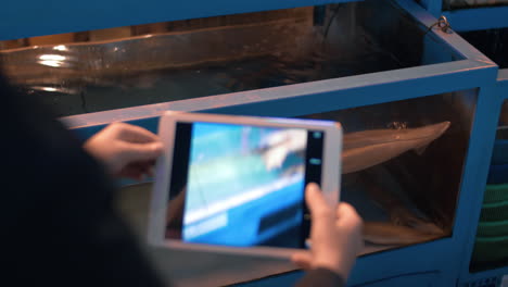 woman with tablet pc taking photo of squids in store aquarium