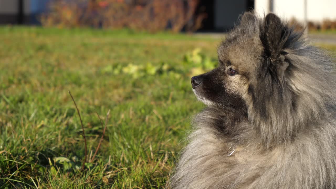 la cámara se mueve alrededor del hermoso perro keeshond mientras el perro yace en un prado verde mientras brilla el sol