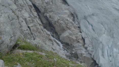 marmot looking out of a small cave in the mountains