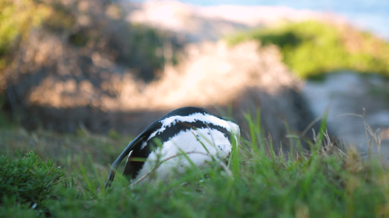 African penguin cleaning plumage and looking around in coastal setting in afternoon