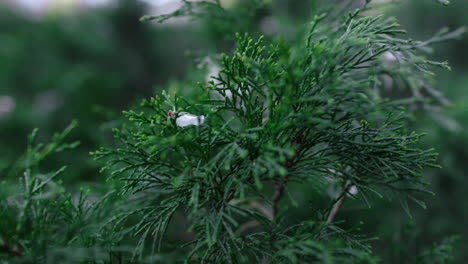 close up thuja leaf swaying wind. coniferous plant branch in botanical park