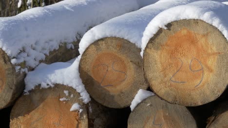 tree trunks covered with fresh snow after felling. beautiful sunny day in the woods. big close-up.