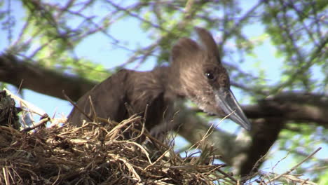 Hamerkop-Kratzt-Sich-Am-Hals-Auf-Einem-Großen-Nest,-Das-In-Einem-Baum-Errichtet-Wurde