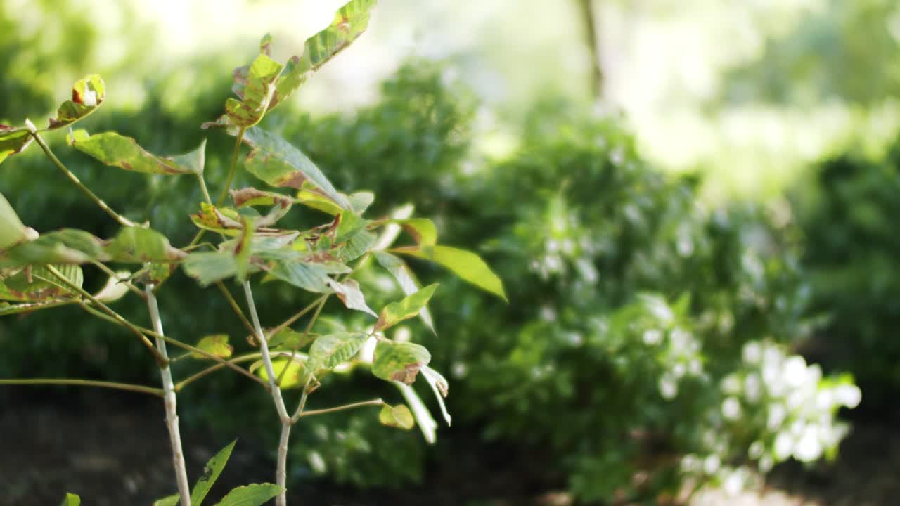 숲 바람에 부드럽게 부는 봄철 식물
