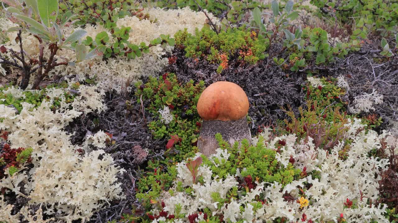 Bellissimo fungo porcino (Boletus edulis) nel muschio della tundra artica. Fungo bianco nello splendido paesaggio naturale della Norvegia. Stagione dei funghi.