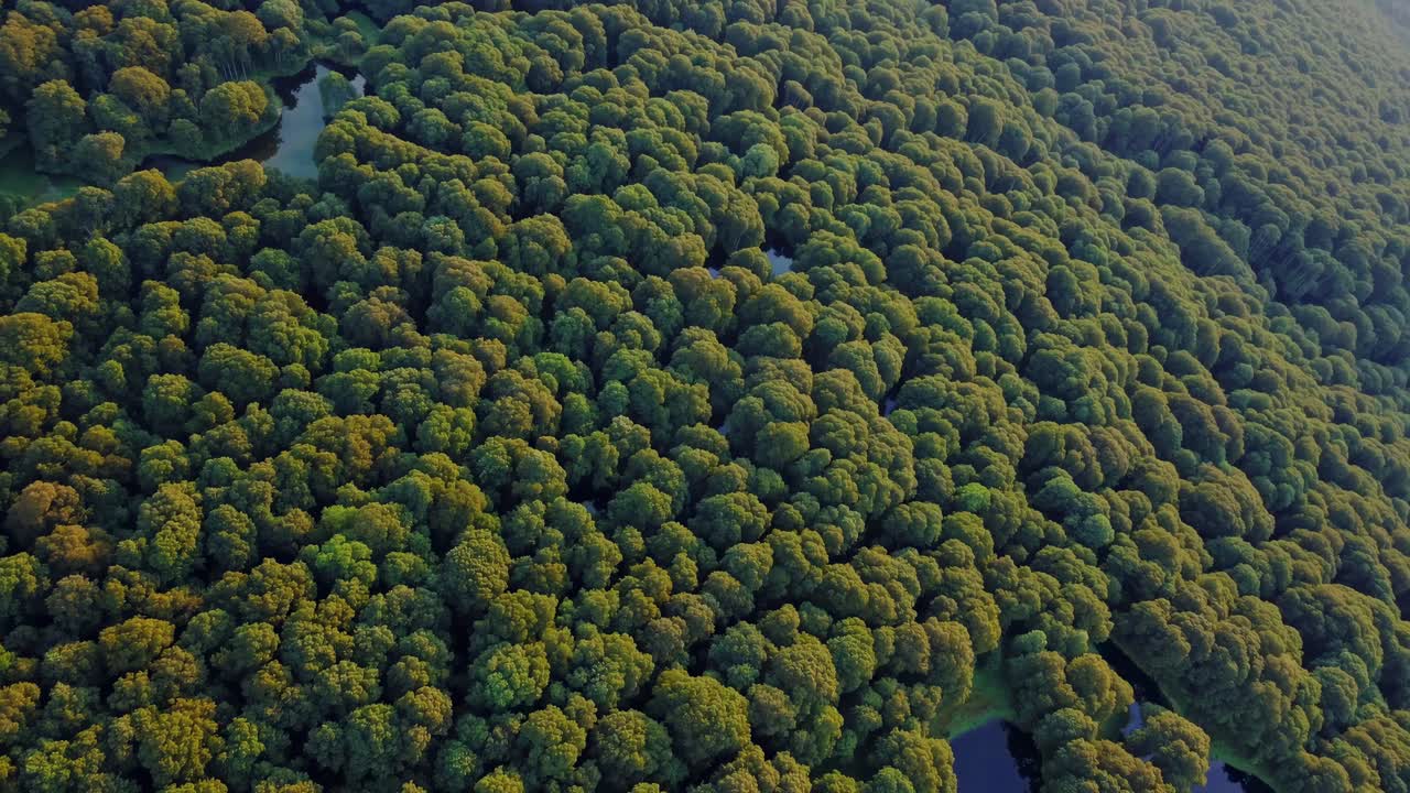 Aerial view of a lush green forest canopy at sunset, capturing the vastness and serenity