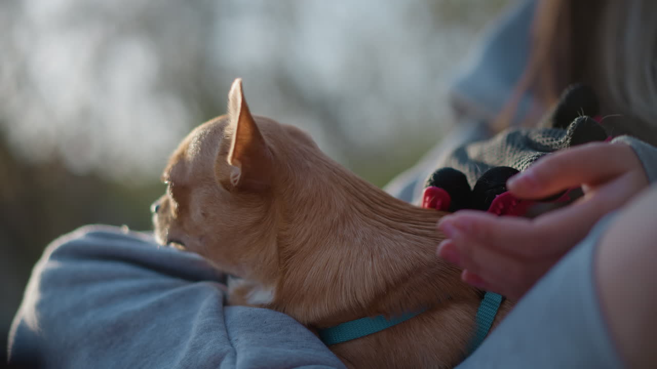 치와와가 야외에서 평화롭게 주인의 옆에 누워 있어요. 잔잔한 바람이 불고, 근처에 주인이 있는 가운데 편안하게 쉬고 있는 강아지를 부드럽게 어루만지고 있어요. 편안하게 몸을 기댄 작은 강아지가 부드러운 야외 조명 아래에서 푹신한 친구와 함께 휴식을 취하고 있어요.