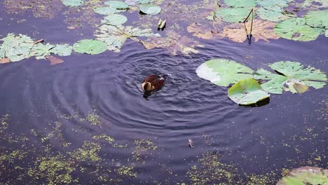 pollitos de pato bañándose en agua de estanque desde el ángulo superior