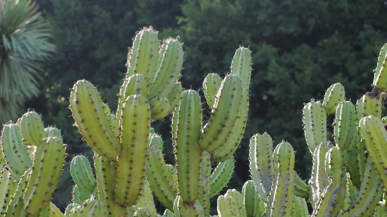 Close up green cactus with yellow spines within a desert environment, city park in Barcelona, Montjuic. African background