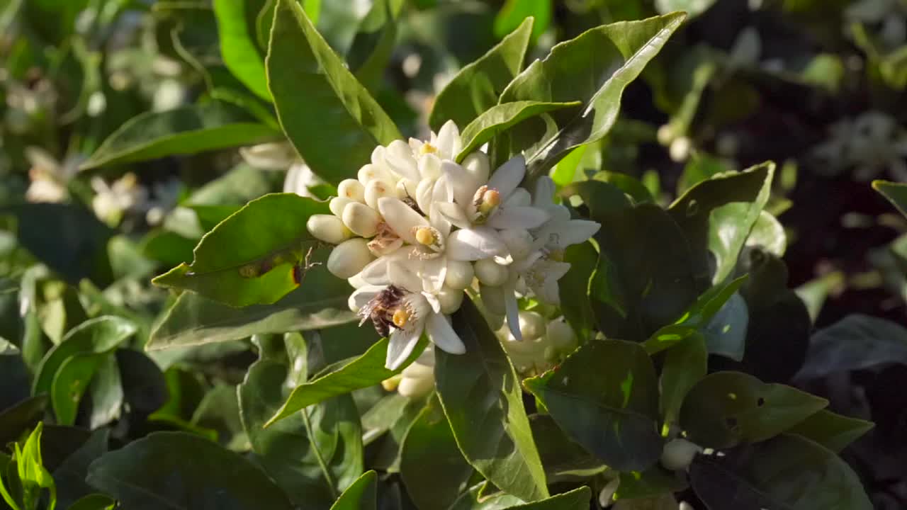 Slow Motion Bee eating Pollen in Orange Tree Flower