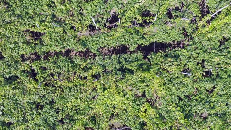 Vineyard-at-Neiba-in-Dominican-Republic