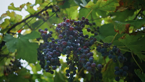 un racimo de uvas en la vid