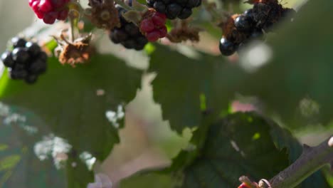 Brightly colored purple and red blackberries in a blackberry bush on a sunny day