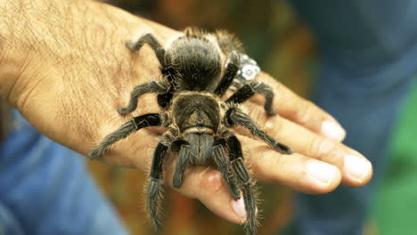 Primer-Plano-De-Una-Gran-Tarántula-Descansando-En-La-Mano-De-Su-Cuidador,-En-Exhibición-Dentro-Del-Zoológico-En-Bangkok,-Tailandia