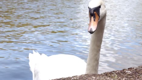 Swan-in-the-lake