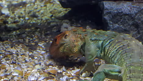 caiman lizard swimming under water