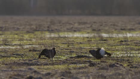 Black-grouse-breeding-lek-fight-in-early-morning