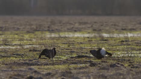 pelea de lek de cría de urogallo negro temprano en la mañana