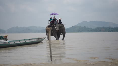 elephants in a lake
