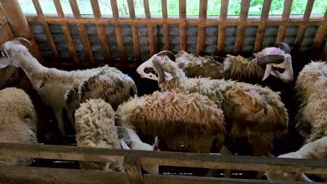cabras apretadas en un pequeño corral sucio, vista desde arriba