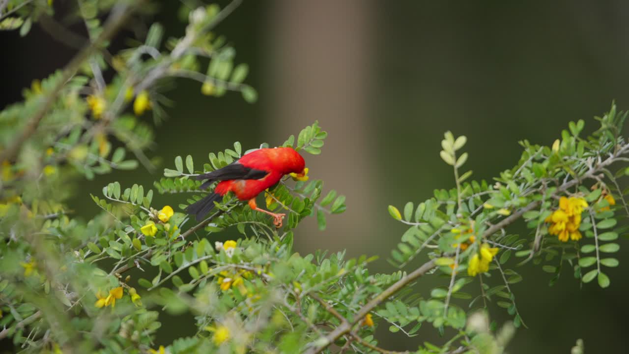 pájaro rojo alimentándose de flores