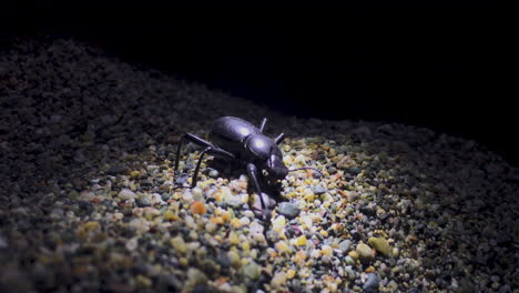 Gruseliger-Schwarzer-Käfer-Mit-Fehlendem-Bein-Kriecht-Auf-Dem-Kies-Am-Strand