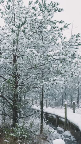 snowy winter forest path