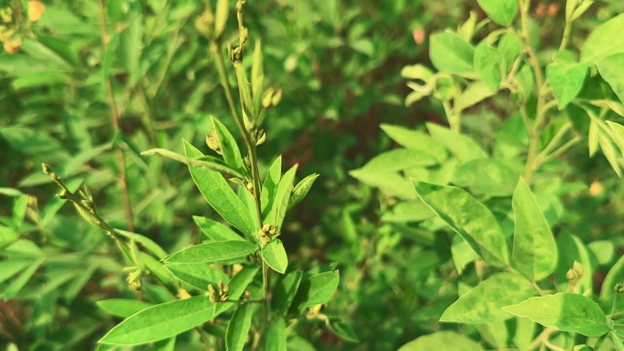 Cinematic crane-down shot of Cajanus cajan, the pigeon pea or toor dal plant, showing green leaves and small buds in sunlight, beautifully depicting rural agriculture and natural growth