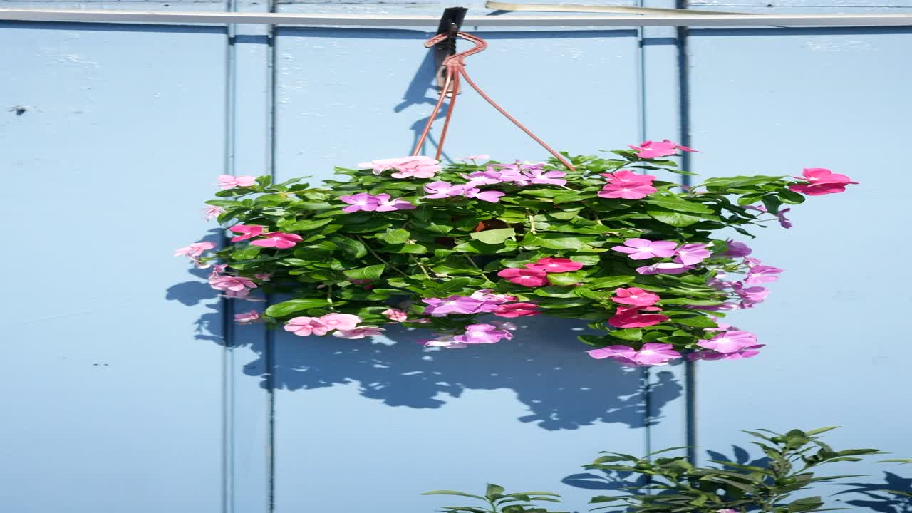 밝은 파란색 벽에 분홍색과 보라색 꽃의 바구니를 매달고