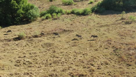 Drone-aerial,-Zebra-herd-crossing-a-ditch-in-the-wild-walking-in-a-row