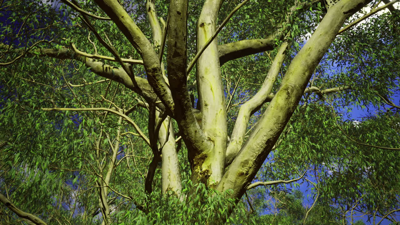 Eucalyptus tree branches stretch upward under a bright evening sky