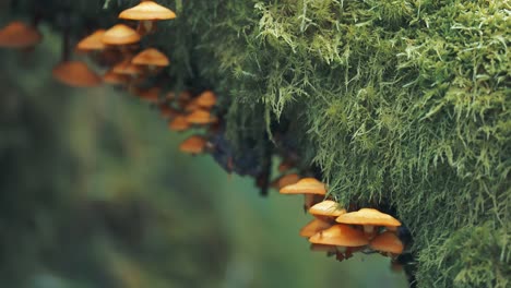 small orange mushrooms grow on the moss-covered tree trunk