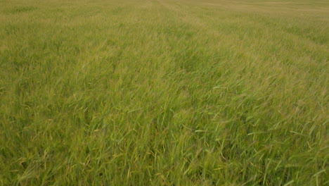 Cultivos-De-Trigo-Maduros-Balanceándose-Con-El-Viento-En-El-Campo