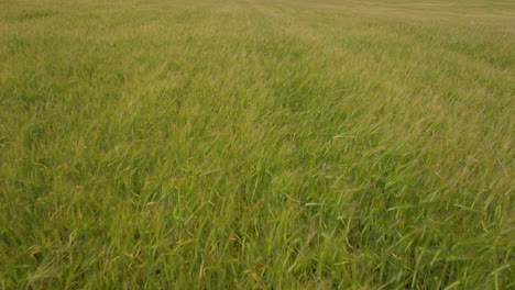 cultivos de trigo maduros balanceándose con el viento en el campo