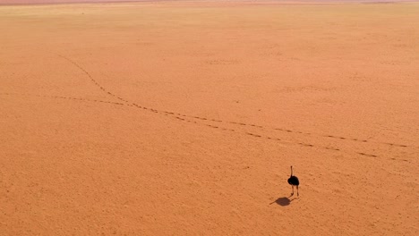 antena como un avestruz muy solitario camina por las llanuras de áfrica en el desierto de namib namibia 4