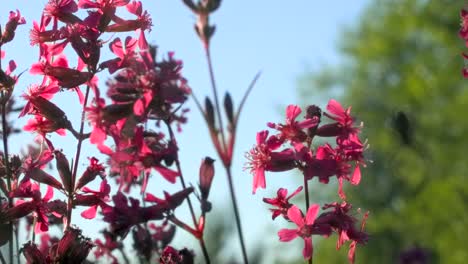 las flores rosadas en flor