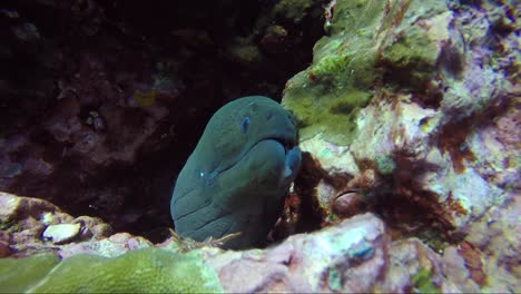 durban dancing shrimp walks past a giant green moray eel