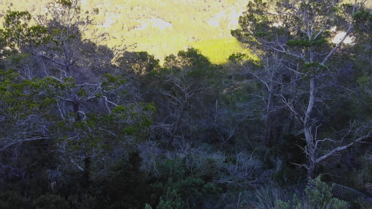 avión no tripulado disparado desde volar en el bosque de pequeños árboles