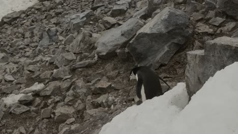 Pingüino-Cruzando-Rocas-Y-Piedras-Para-Volver-A-La-Nieve-Y-La-Colonia