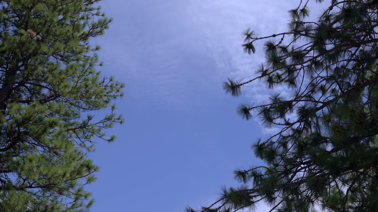 Tranquil view of cedar and pine trees in Yosemite National Park, California. The trees stand tall beneath a vibrant blue sky