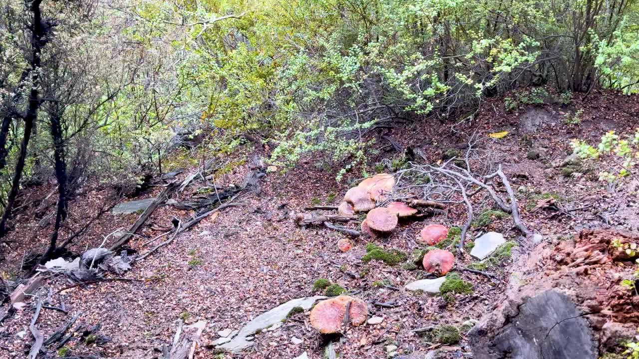 Camera slowly pans across forest floor with mushrooms, moss, fallen branches, and lush greenery
